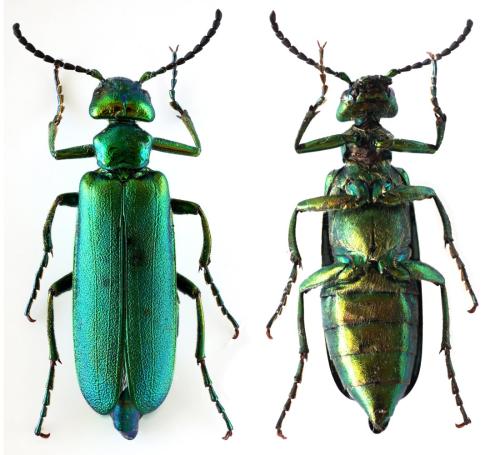 Lytta vesicatoria